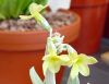 Show product details for Primula orbicularis